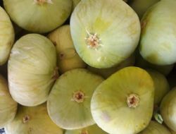 Mut�ta incir hasad� s�r�yor Bah�ede 100 TL